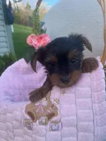 Rylan, a female Yorkshire Terrier for sale in Millersburg, PA – Photo 3 of 4