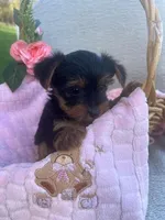 Rylan, a female Yorkshire Terrier for sale in Millersburg, PA – Photo 2 of 4