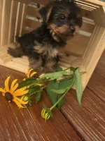 Archie, a male Yorkshire Terrier for sale in Millersburg, PA – 3 of 4