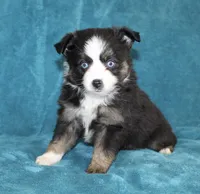 Jodi, a female Miniature Australian Shepherd for sale in Millersburg, PA – Photo 2 of 3