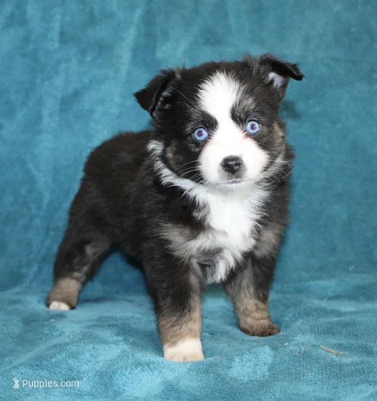 Jodi – Miniature Australian Shepherd puppy for sale in Millersburg, PA