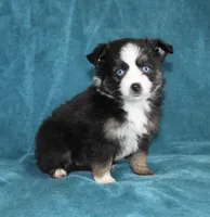 Jodi, a female Miniature Australian Shepherd for sale in Millersburg, PA – Photo 3 of 3