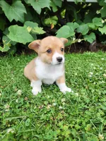 Amy, a female Pembroke Welsh Corgi for sale in Millersburg, PA – 3 of 4
