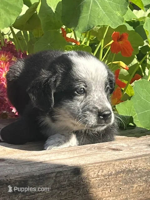 Rocky – Australian Shepherd, Border Collie puppy for sale in Millersburg, PA