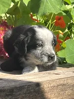 Rocky, a male Australian Shepherd and Border Collie for sale in Millersburg, PA – 1 of 3