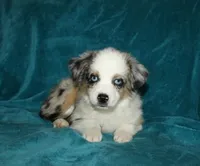 Pansy, a female Miniature Australian Shepherd for sale in Millersburg, PA – 3 of 4