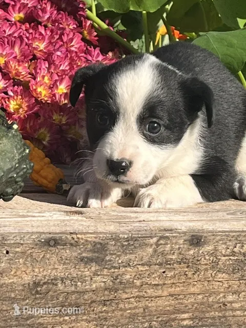 Rainy – Australian Shepherd, Border Collie puppy for sale in Millersburg, PA