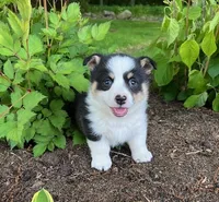 Owen, a male Pembroke Welsh Corgi for sale in Millersburg, PA – 2 of 3