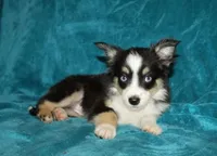 Lilly, a female Miniature Australian Shepherd for sale in Millersburg, PA – 3 of 4