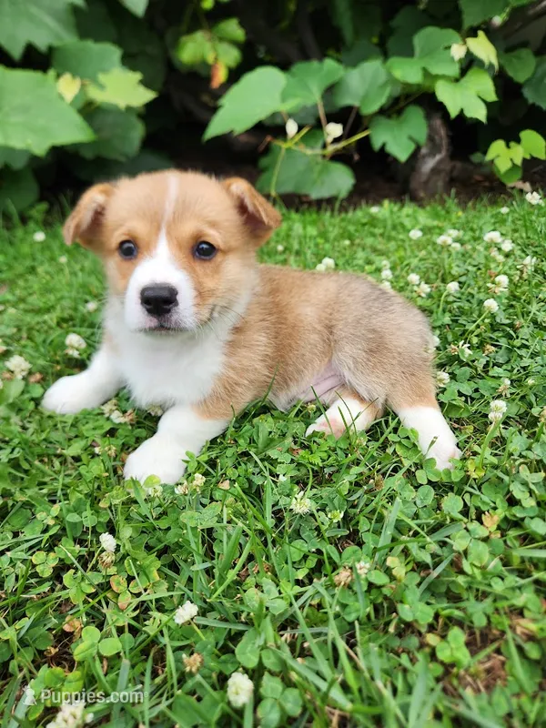 Adam – Pembroke Welsh Corgi puppy for sale in Millersburg, PA
