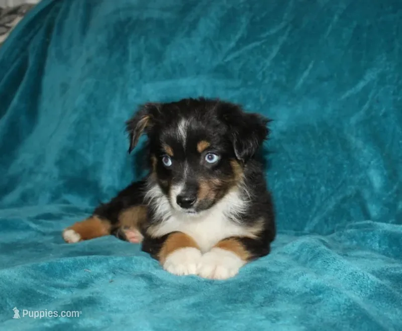 Shadow – Miniature Australian Shepherd puppy for sale in Millersburg, PA
