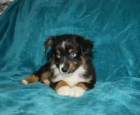Shadow, a male Miniature Australian Shepherd for sale in Millersburg, PA – 1 of 4