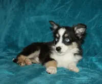 Lilly, a female Miniature Australian Shepherd for sale in Millersburg, PA – 2 of 4