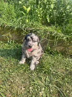 Les, a male Australian Shepherd and Golden Retriever for sale in Millersburg, PA – 1 of 4