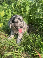 Les, a male Australian Shepherd and Golden Retriever for sale in Millersburg, PA – 4 of 4