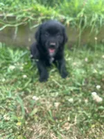 Lonie, a male Australian Shepherd and Golden Retriever for sale in Millersburg, PA – 4 of 4