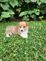 Adam, a male Pembroke Welsh Corgi for sale in Millersburg, PA – 3 of 4