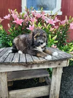 Coco, a male Bernedoodle for sale in Millersburg, PA – 2 of 3