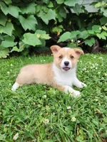 Abby, a female Pembroke Welsh Corgi for sale in Millersburg, PA – 4 of 4