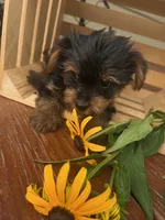 Archie, a male Yorkshire Terrier for sale in Millersburg, PA – 2 of 4