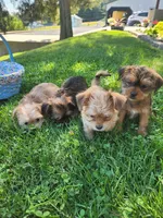 Theo, a male Shorkie for sale in Millersburg, PA – 4 of 5