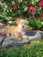 Tina, a female Shorkie for sale in Millersburg, PA – 2 of 5