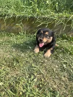 Lilly, a female Australian Shepherd and Golden Retriever for sale in Millersburg, PA – 4 of 4