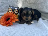 Willy, a male Yorkshire Terrier for sale in Millersburg, PA – 1 of 3