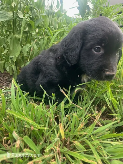 Lonie – Australian Shepherd, Golden Retriever puppy for sale in Millersburg, PA