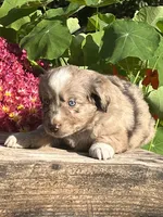 River, a female Australian Shepherd and Border Collie for sale in Millersburg, PA – 2 of 3