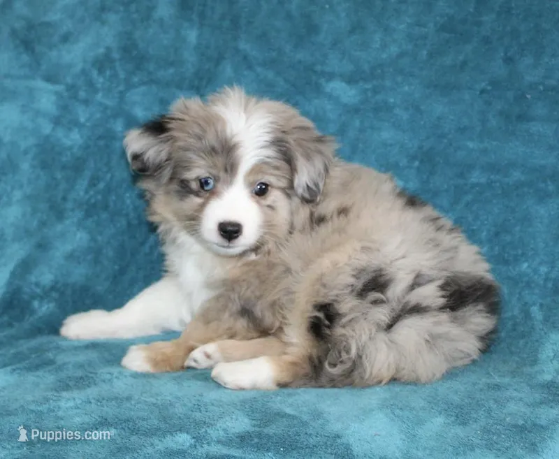 Sandy – Miniature Australian Shepherd puppy for sale in Millersburg, PA