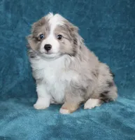 Sandy, a female Miniature Australian Shepherd for sale in Millersburg, PA – Photo 3 of 4