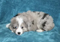 Sandy, a female Miniature Australian Shepherd for sale in Millersburg, PA – Photo 4 of 4