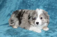 Sandy, a female Miniature Australian Shepherd for sale in Millersburg, PA – Photo 2 of 4