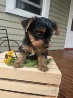 Arty, a male Yorkshire Terrier for sale in Millersburg, PA – 4 of 4