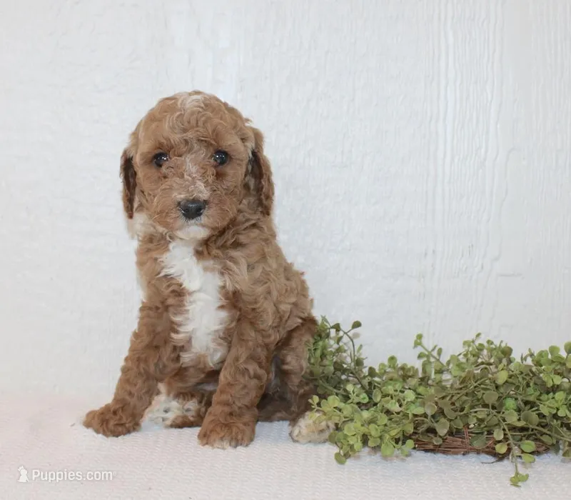 Angel – Poodle - Miniature  puppy for sale in Millersburg, PA