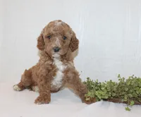 Angel, a female Poodle - Miniature  for sale in Millersburg, PA – Photo 4 of 4