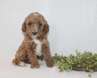 Angel, a female Poodle - Miniature  for sale in Millersburg, PA – Photo 3 of 4