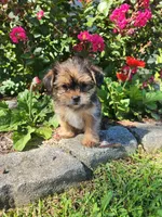 Twilight, a female Shorkie for sale in Millersburg, PA – 1 of 5
