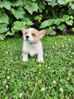 Aaron, a male Pembroke Welsh Corgi for sale in Millersburg, PA – 2 of 4