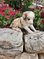 Jerry, a male Border Collie for sale in Millersburg, PA – 3 of 4