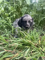 Laura, a female Australian Shepherd and Golden Retriever for sale in Millersburg, PA – 4 of 4