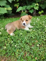 Adam, a male Pembroke Welsh Corgi for sale in Millersburg, PA – 4 of 4