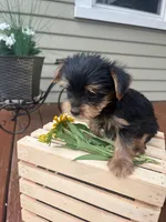 Axel, a male Yorkshire Terrier for sale in Millersburg, PA – 2 of 3