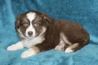 Lexi, a female Miniature Australian Shepherd for sale in Millersburg, PA – Photo 2 of 3