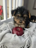 Millie, a female Yorkshire Terrier for sale in Millersburg, PA – 3 of 3