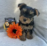 Willow, a female Yorkshire Terrier for sale in Millersburg, PA – 2 of 3
