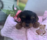 Rhea, a female Yorkshire Terrier for sale in Millersburg, PA – Photo 2 of 4