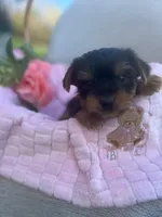 Rhea, a female Yorkshire Terrier for sale in Millersburg, PA – Photo 3 of 4