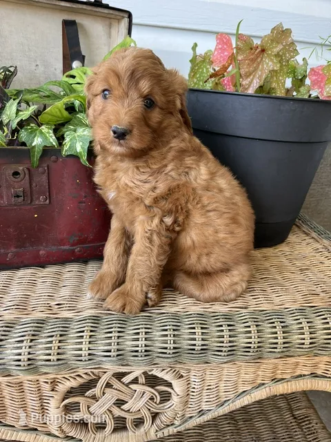 Sunburst – Miniature Goldendoodle puppy for sale in Millersburg, PA